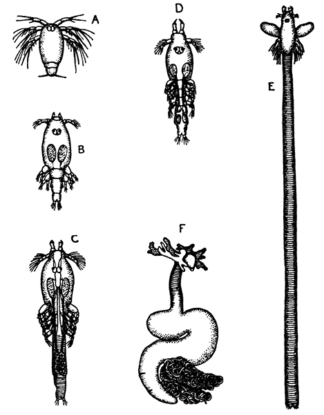 Stages of Development of Lernæa branchialis