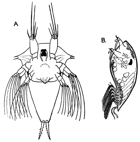 Free-swimming Stages of Sacculina carcini