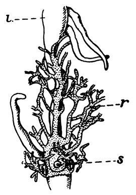 Early Stage of Sacculina within the Body of a Crab