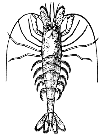 Crangon vulgaris