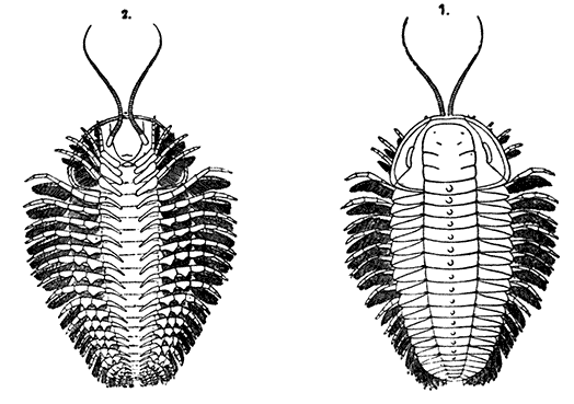 Restoration of a Trilobite