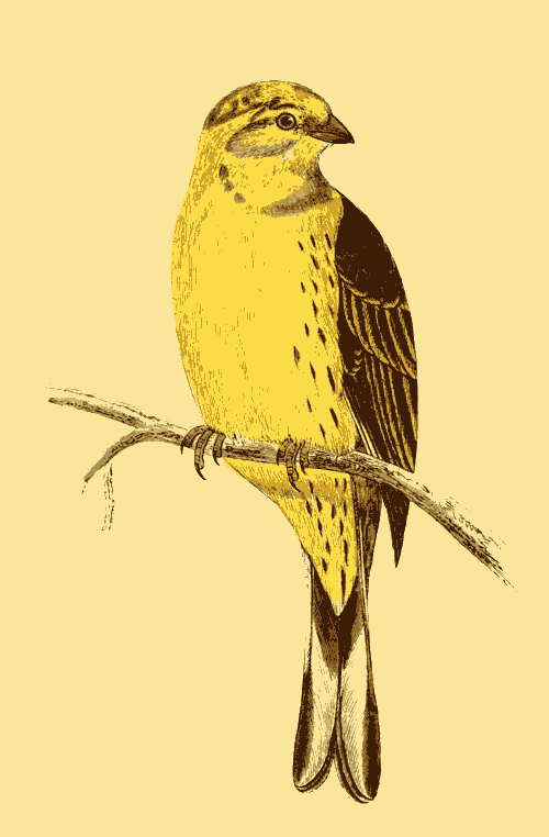 YELLOWHAMMER.