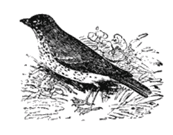 THE SONG THRUSH.