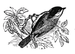 THE MARSH TIT.