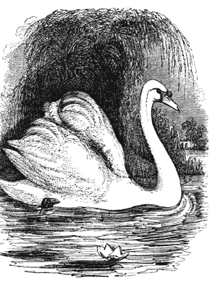 THE SWAN.