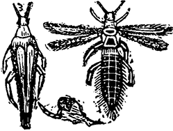 Illustration