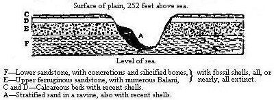 [Illustration: Section of the tertiary formation at Coquimbo.]