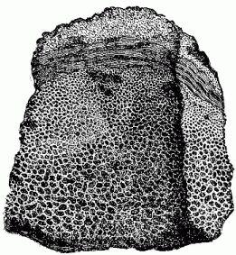 [Illustration: Fragment of a spherical volcanic bomb.]