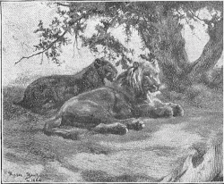 Two lions