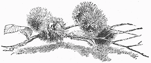 Thistles