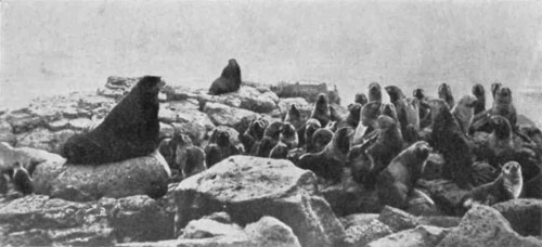 Picture of a seal herd at Pribilof Islands