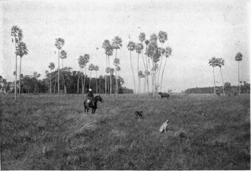 VIEW OF GRAZING LANDS.