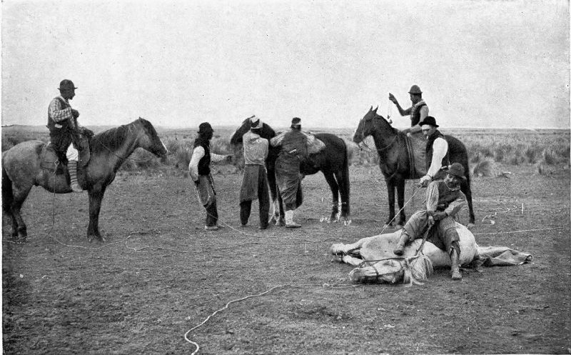 BREAKING-IN HORSES IN THE ARGENTINE.