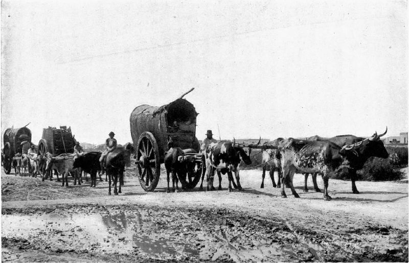 ON THE WAY TO MARKET IN CORDOBA.