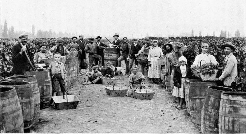 THE GRAPE HARVEST IN THE SUBURBS OF MENDOZA.