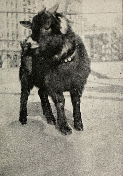 black pygmy goat