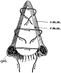 Complete Laceration of the Perineum