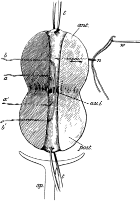 Trachelorrhaphy