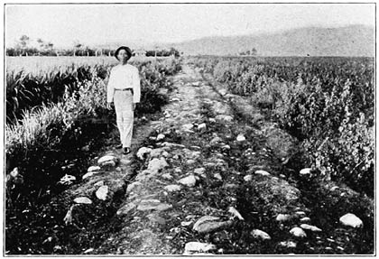 Typical Old-style Country Road.