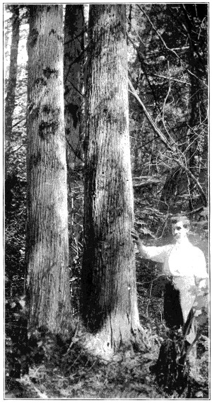 Northern white cedar