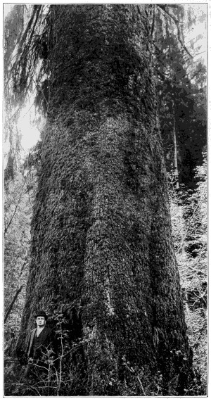 Sitka spruce