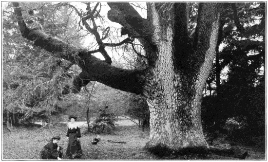 Pacific post oak