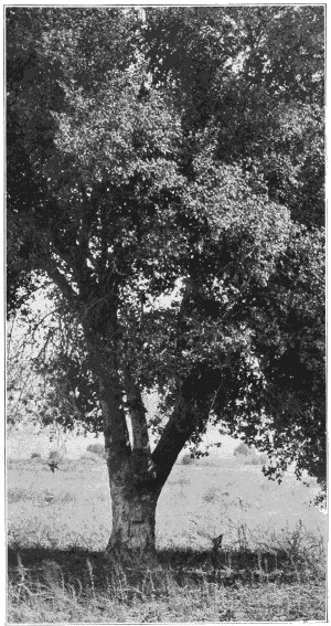 California live oak