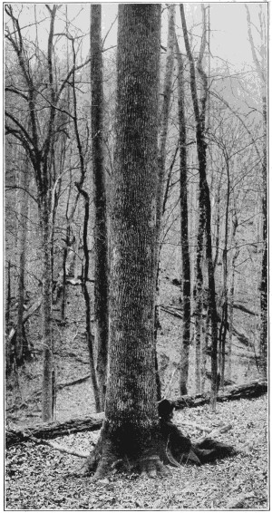 Bitternut hickory