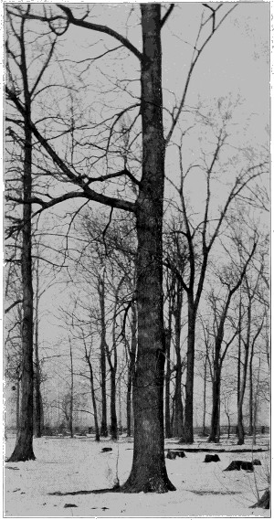 Hardy catalpa