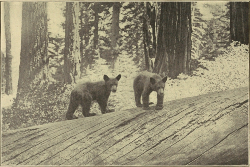 BLACK BEAR CUBS, SEQUOIA NATIONAL PARK