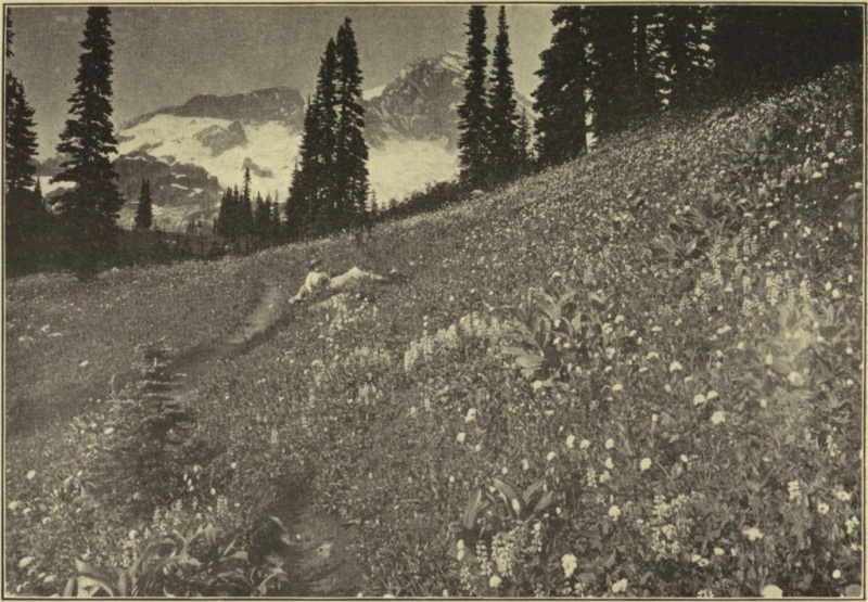 TRAIL NEAR TIMBER-LINE, INDIAN HENRY'S PARK, MOUNT RAINIER