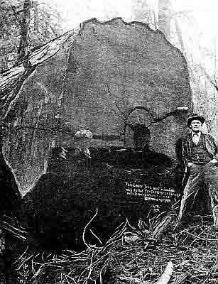 Felled for Porky Bros. Shingle Mills, Deming, WA 1897. Diameter three times height of man.