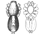 Fig. 17. Fig. 18. Prosthesima ecclesiastica.—Upper and under views of female enlarged four times.