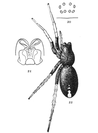 Figs. 20, 21, 22. Geotrecha crocata.—22, female enlarged four times. 20, eyes seen from in front. 21, maxillæ, labium, and ends of mandibles from below.