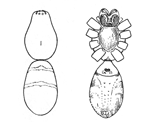 Fig. 23.Fig. 24. Geotrecha bivittata.—Upper and under views of female enlarged four times.