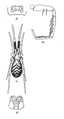 Figs. 29, 30, 31, 32. Phrurolithus alarius.—31, female in a natural position, with legs drawn up over the back, enlarged eight times. 29, one of the front legs to show spines. 30, eyes from in front. 32, maxillæ, labium, and ends of mandibles.