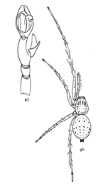 Figs. 46, 47. Anyphæna saltabunda.—46, female enlarged six times. 47, palpus of male.