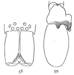 Figs. 58, 59. Clubiona rubra.—58, front of head and mandibles of male. 59, palpus of male.