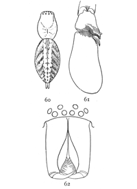 Figs. 60, 61, 62. Clubiona ornata.—60, back of female enlarged four times to show markings. 61, palpus of male. 62, front of head and mandibles of male.