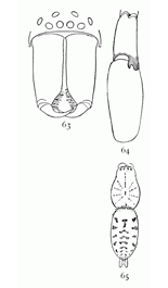 Figs. 63, 64, 65. Clubiona excepta.—63, front of head and mandibles of male. 64, palpus of male. 65, back of female enlarged four times to show markings.