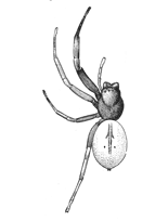 Fig. 66. Trachelas ruber, enlarged four times.