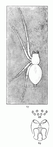 Figs. 67, 68, 69. Chiracanthium viride.—67, female enlarged four times. 68, eyes from in front. 69, maxillæ, labium, and mandibles from below.