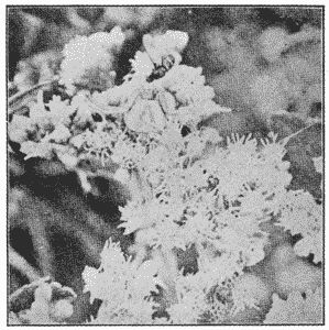 Fig. 75. Misumena aleatoria.—Natural size, among flowers of thoroughwort, holding a fly in her mouth.