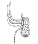 Fig. 98.Xysticus quadrilineatus, enlarged four times.