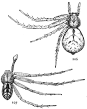 Figs. 106, 107. Philodromus lineatus.—106, female. 107, male. Both enlarged six times