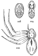 Figs. 108, 109, 110. Philodromus pictus.—110, adult female. 109, male without the legs. 108, markings of the abdomen of a young female. All enlarged six times.