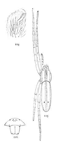 Figs. 114, 115, 116. Tibellus duttonii.—115, female enlarged four times. 114, one of the feet. 116, front of head, showing eyes and mandibles.