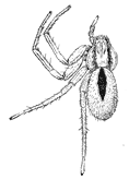 Fig. 117. Thanatus coloradensis, enlarged four times.