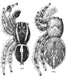 Figs. 122, 123. Habrocestum auratum.—122, male. 123, female. Both enlarged eight times.