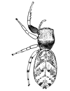 Fig. 132. Zygoballus bettini.—Female enlarged eight times.